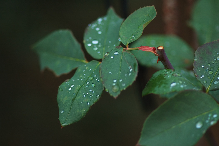 Drops of water on rose leaves