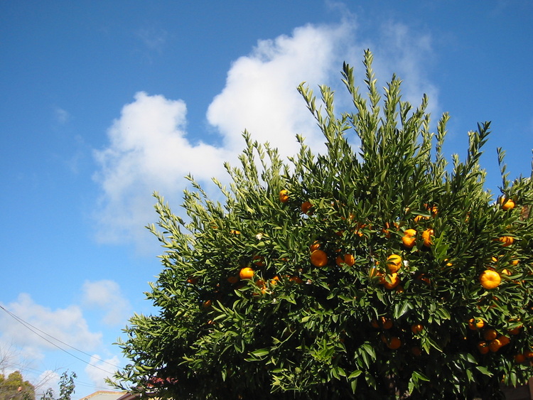 Mandarin tree