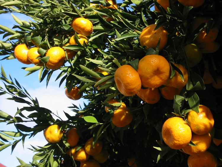 Mandarin tree fruiting