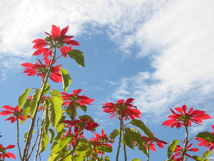 Red flowers against blue sky