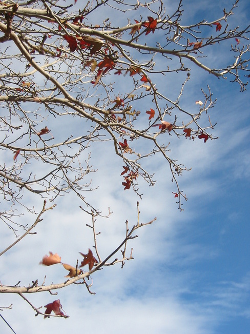 Leaves against an early winter sky