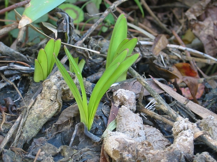 New shoots from a bulb