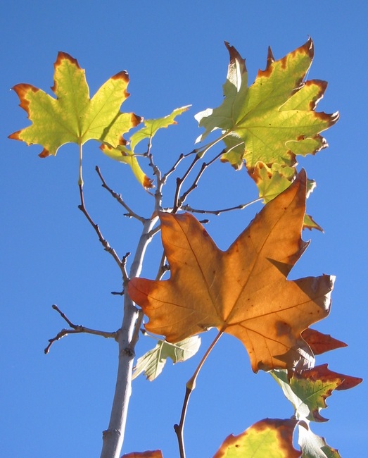 autumn plane tree leaves against blue sky