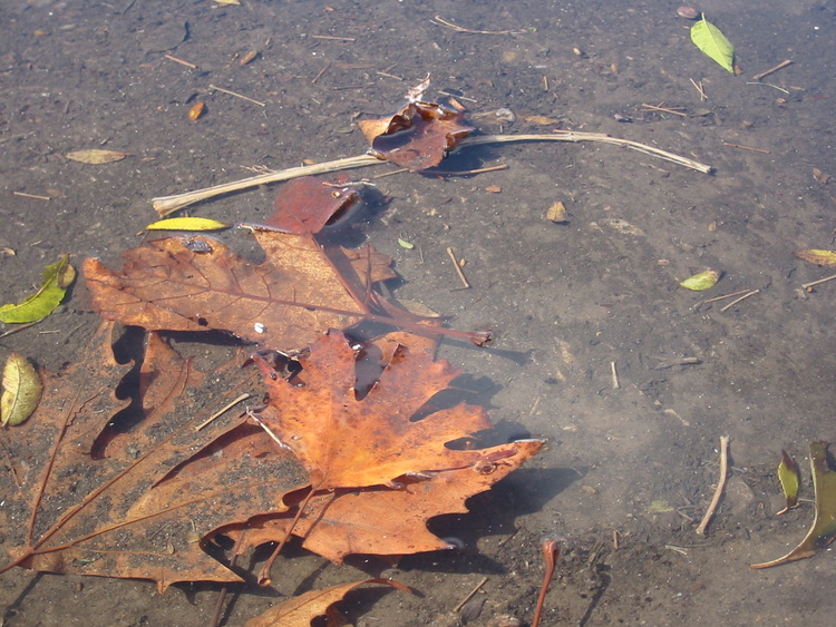 Floating Plane Tree leaves