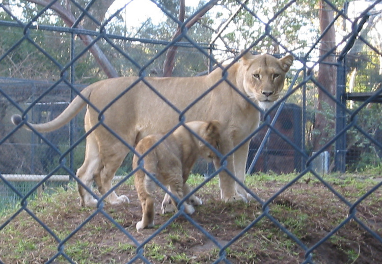 Lioness and cub