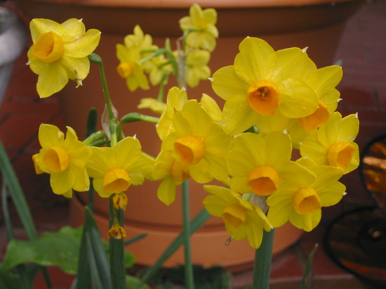 Yellow Jonquills