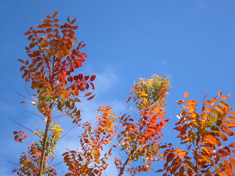 Deep orange leaves on a blue sky