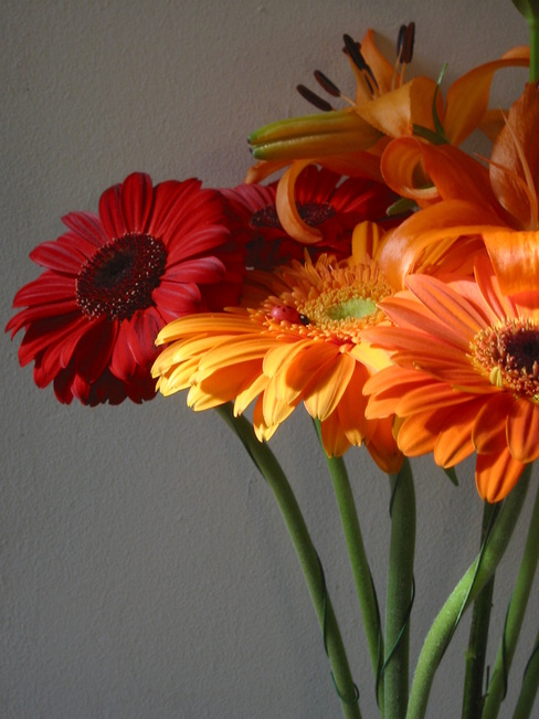 Gerberas and Lilies