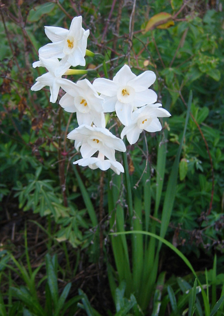 White Jonquils