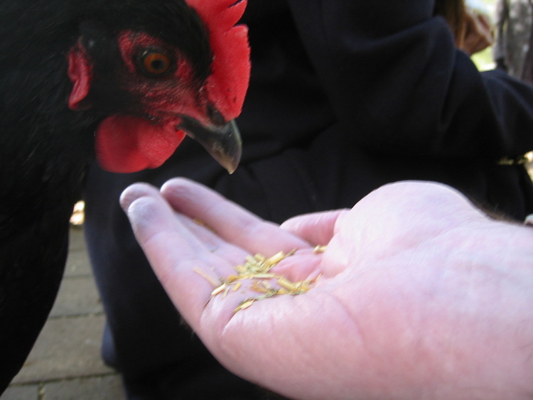 A chook eats from my hand