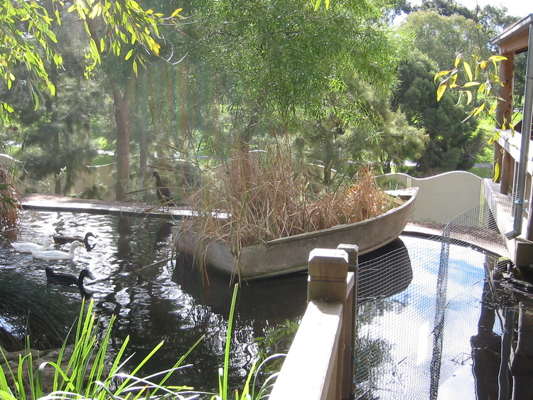 A reed-filled dinghy accompanied by ducks