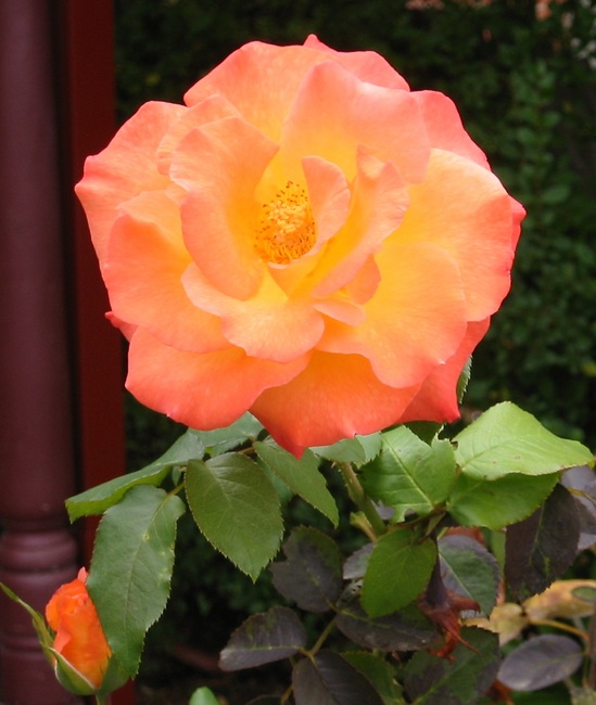 Pinky-orange coloured rose