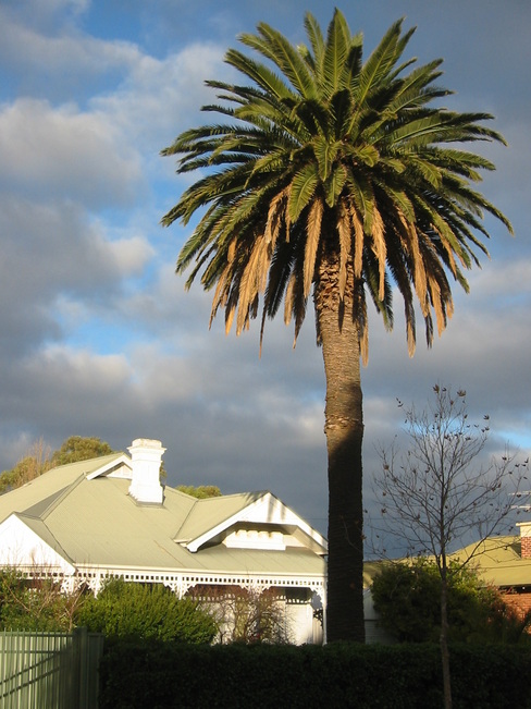 A palm tree and a white house