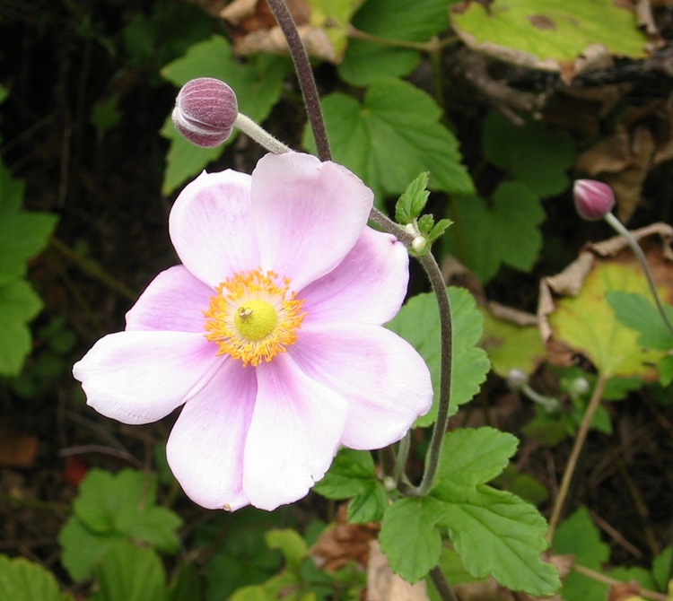 Japanese Anemone flower and bud