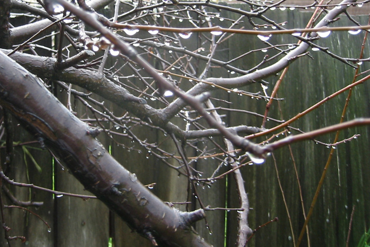 Raindrops on Plum Tree