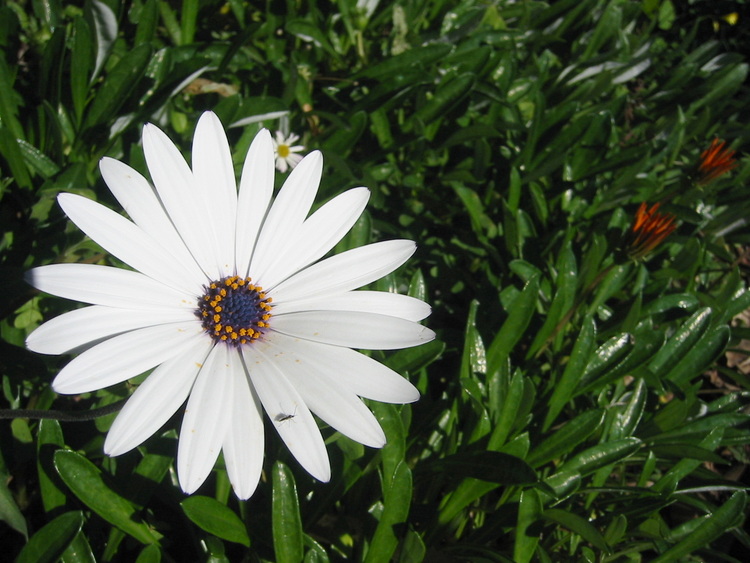 White daisy