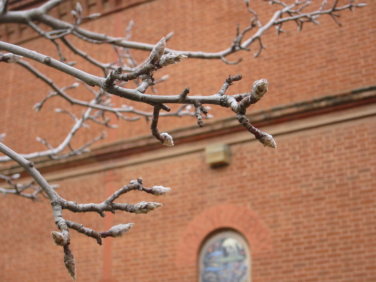 fruit tree buds