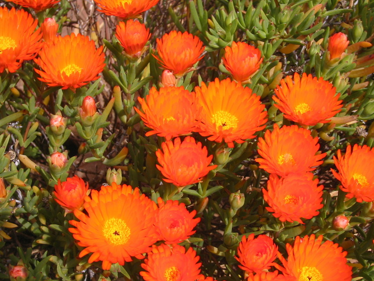 Bright orange flowers