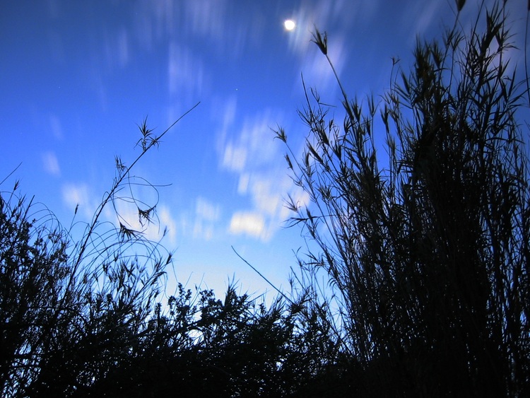 Moon, clouds and Bamboo