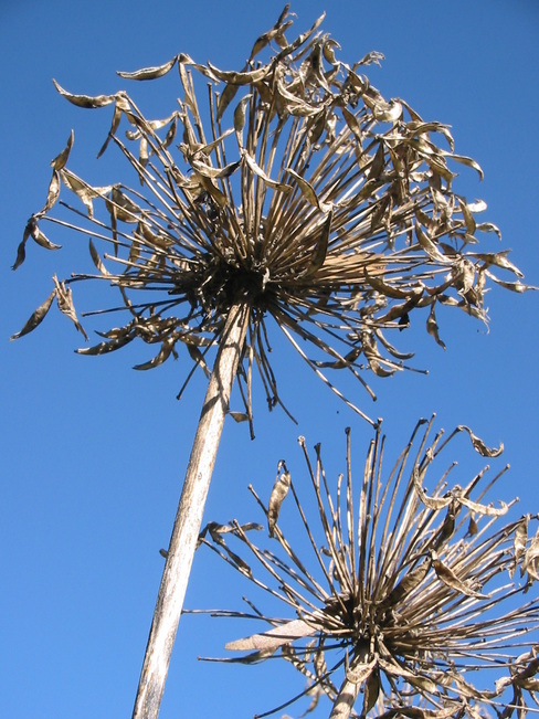gapanthus Seed-heads against blue sky