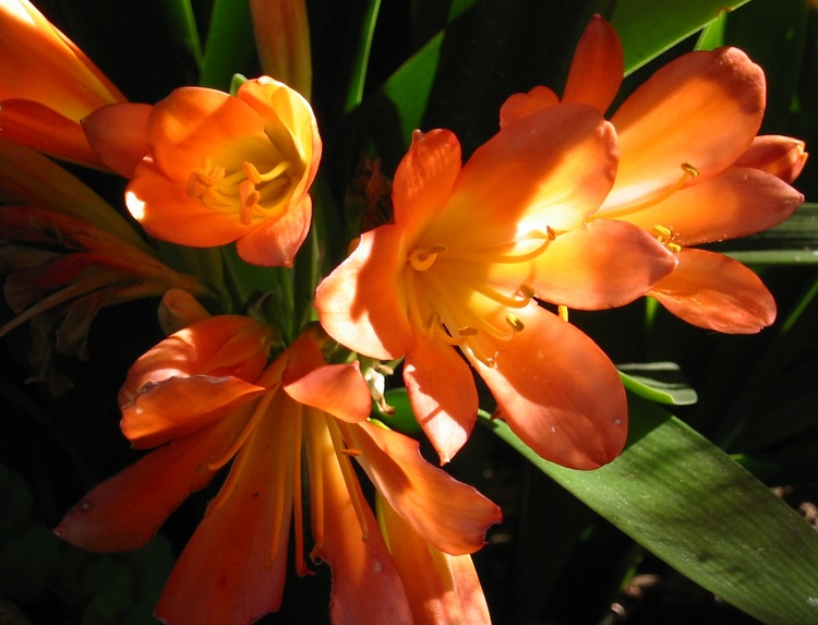 African Flowers and Plants