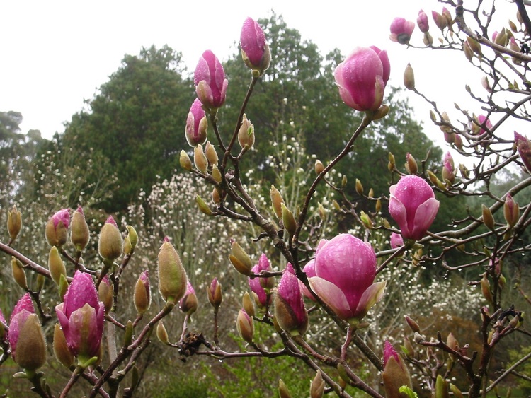 Magenta coloured Magnolia flowers
