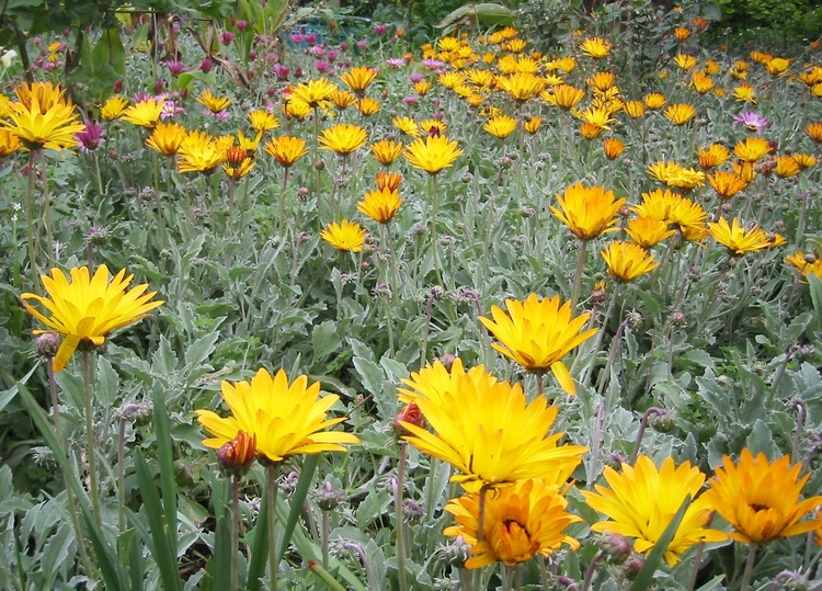 Orange and pink Arctotis flowers