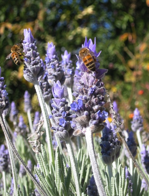 Bees on Lavender flowers