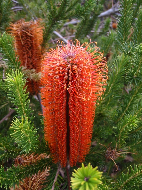 Banksia flower