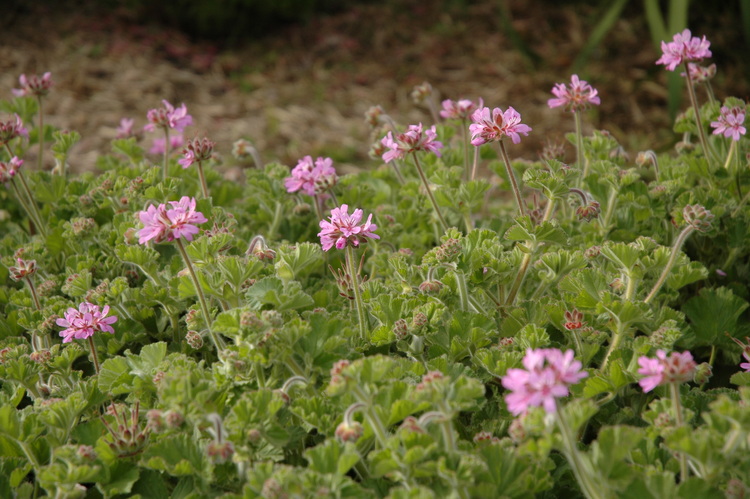 Pink geranium bush