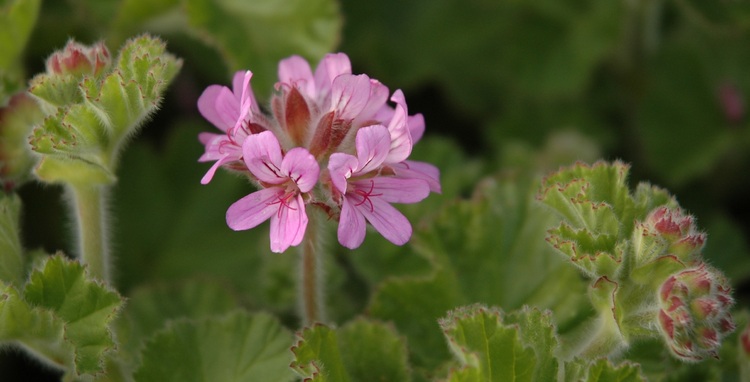 Closeup of a small pink geranium