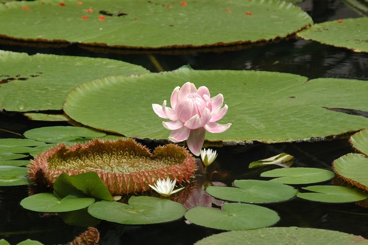 Royal water lily flower