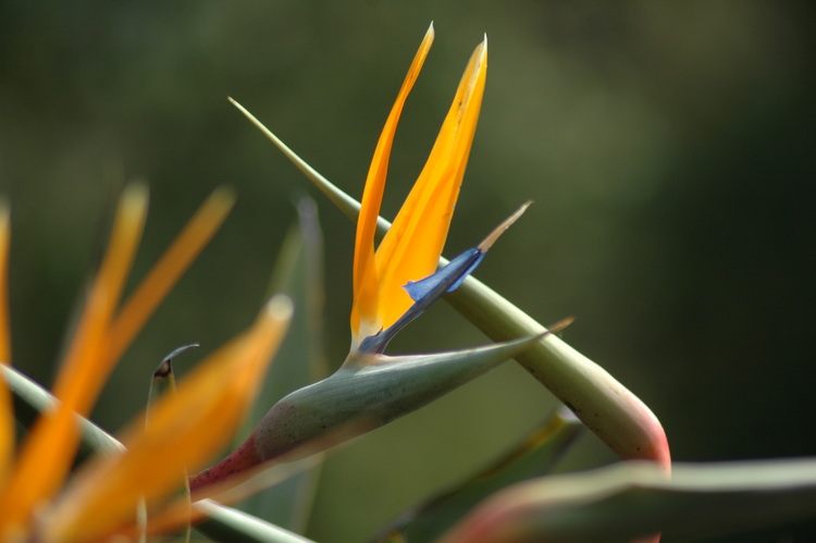 Strelitzia flowers