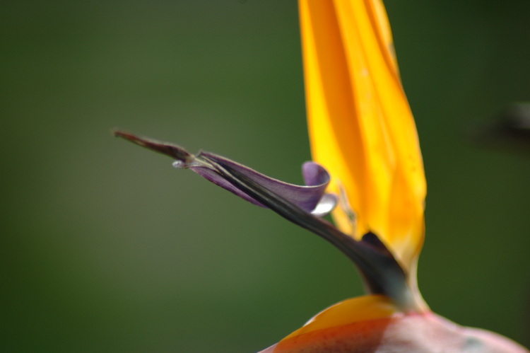 Strelitzia flower