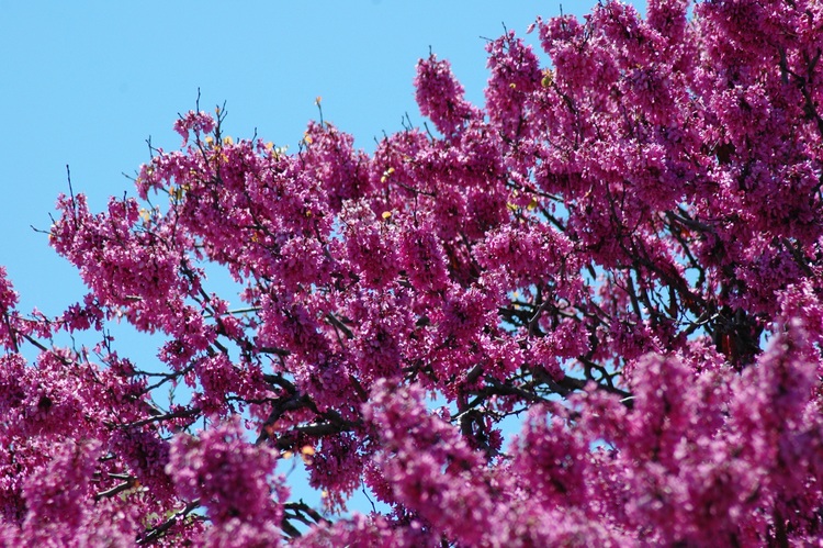 A mauve-flowered tree