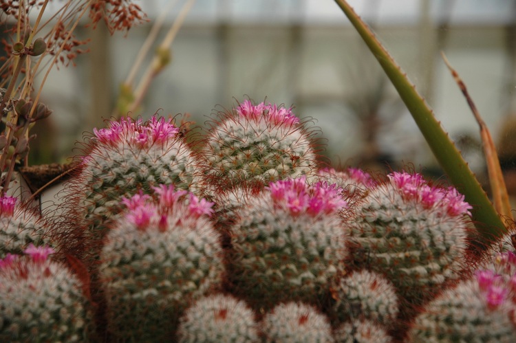 Pink cactus flowers