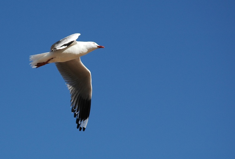 A seagull flies overhead