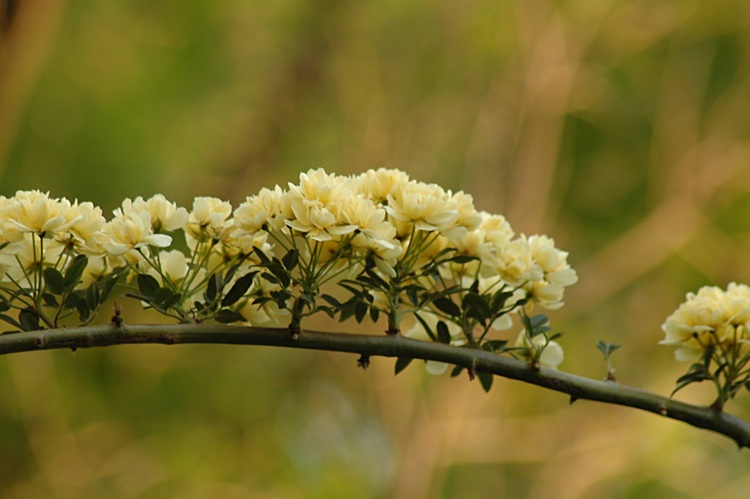 Yellow flowers on a climbing rose