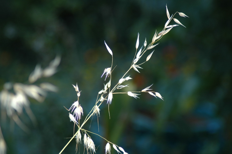 Dry grass seeds in bright light