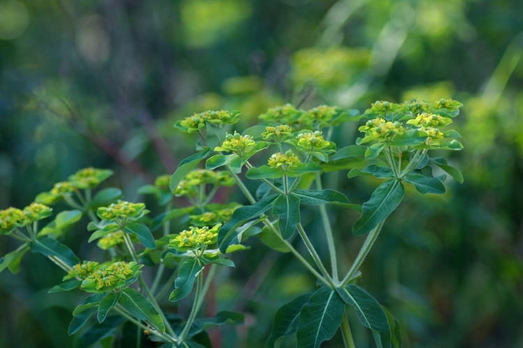 Euphorbia flower heads