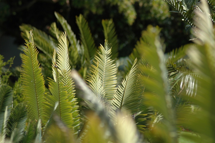 Several planes of Cycad leaves