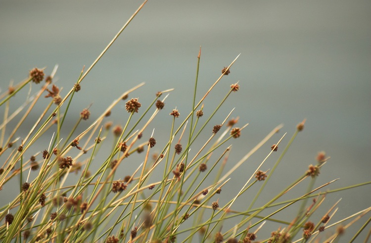 Sharp blades of tall grass