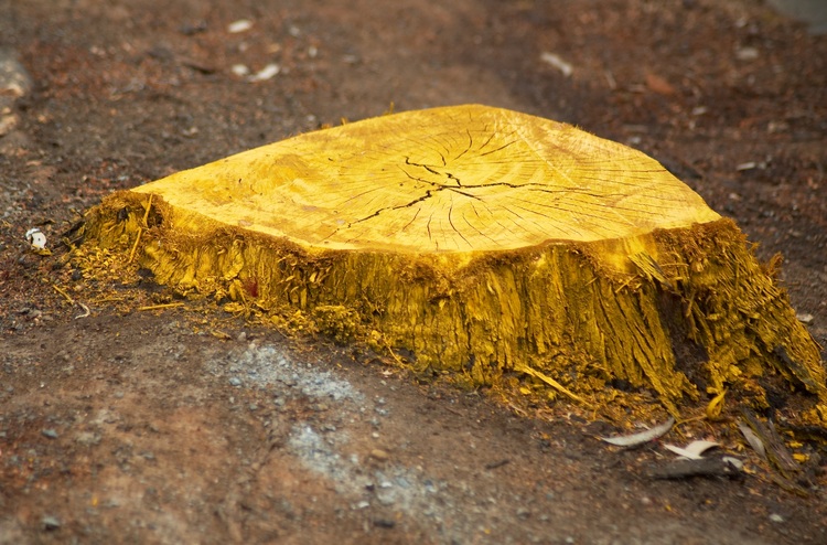 A bright yellow tree stump