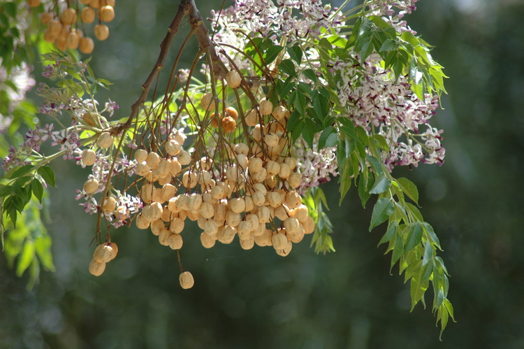 A cluster of seeds hanging on a tree