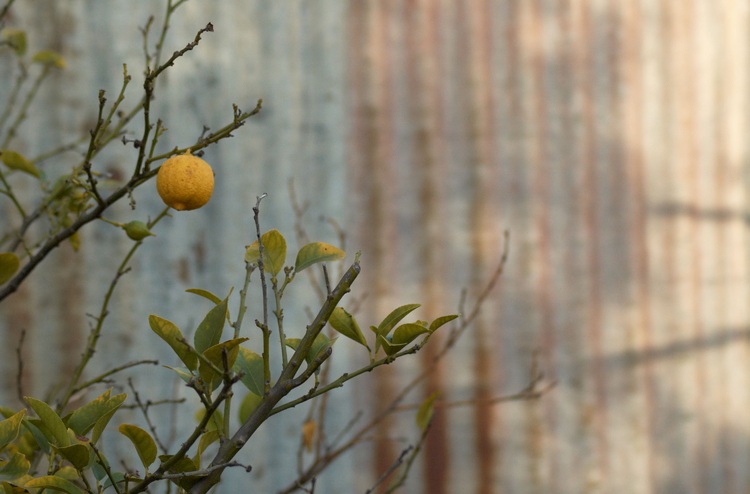 A single lemon on a lemon tree
