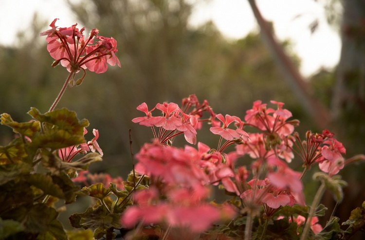 Pink backlit geraniums