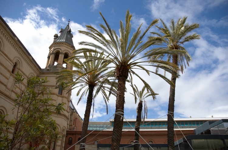 Palm trees tied in place