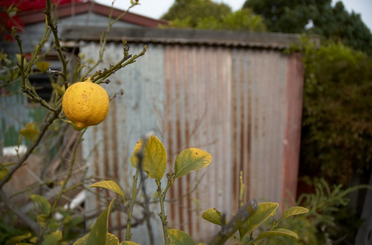 A lemon on its tree