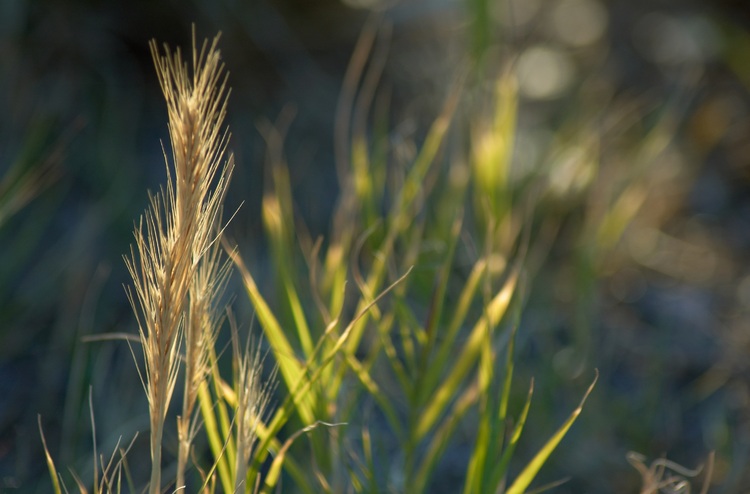 Dried grass seeds