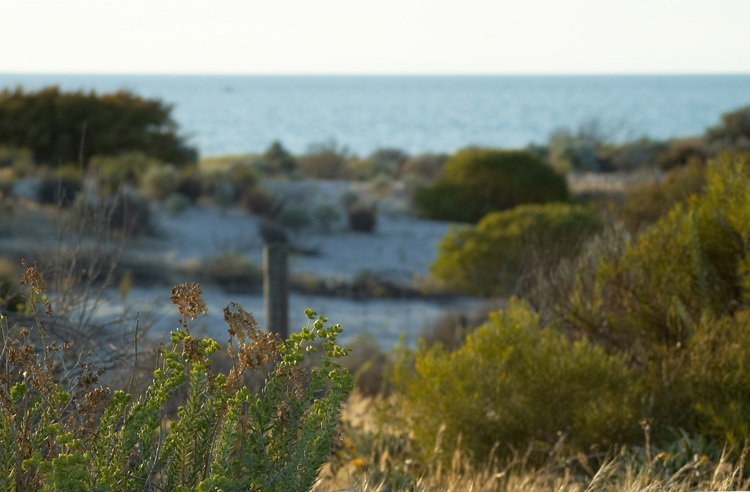 Coastal vegitation, with the sea in the background